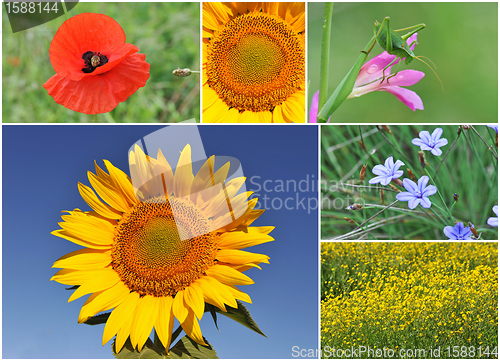 Image of flowers