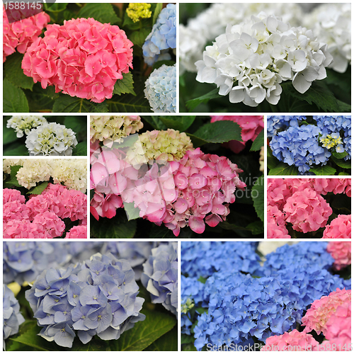 Image of pink blue and white Hydrangea (Hortensia)