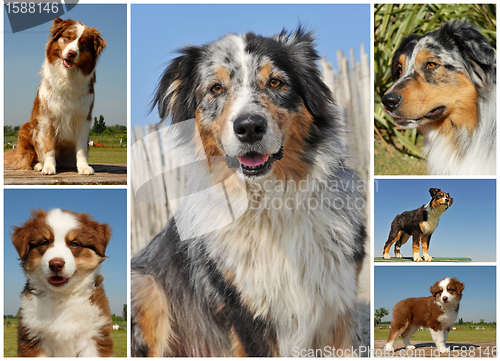 Image of australian sheepdog