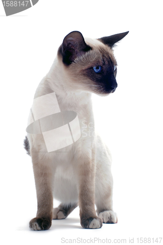 Image of Siamese kitten