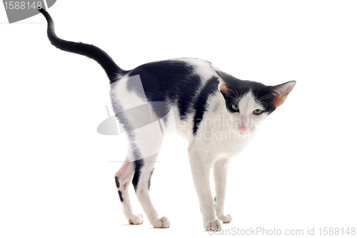 Image of urinating oriental cat