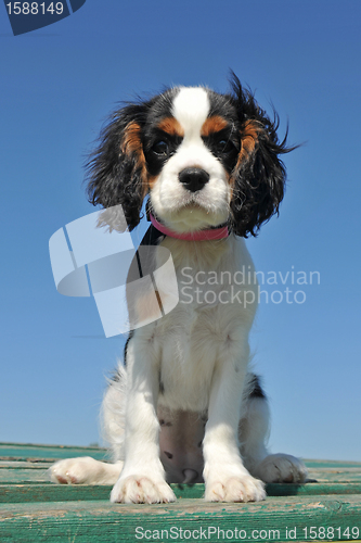 Image of puppy cavalier king charles