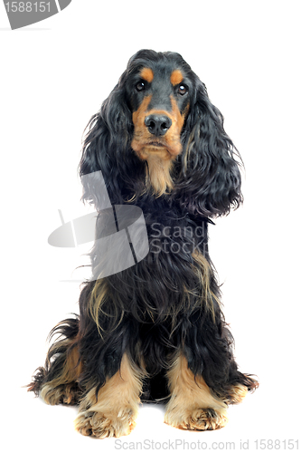 Image of english cocker