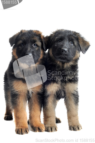 Image of puppies german shepherd