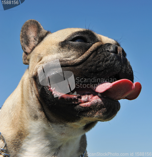 Image of french bulldog