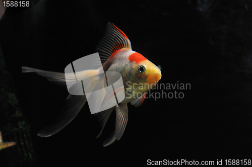 Image of goldfish