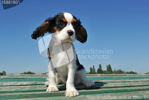 Image of puppy cavalier king charles