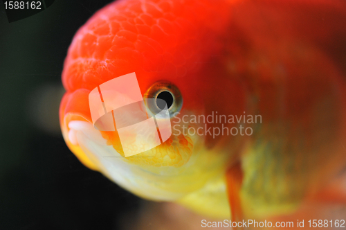 Image of lion head goldfish