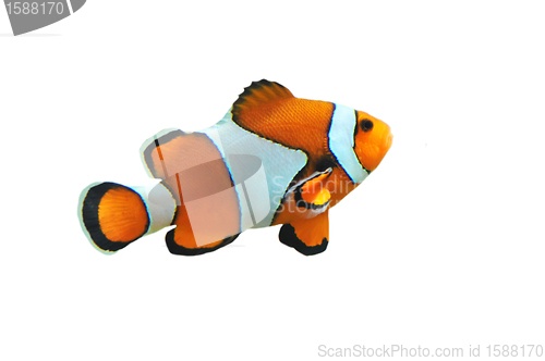 Image of Clown fish