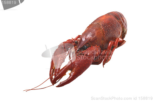 Image of Lobster