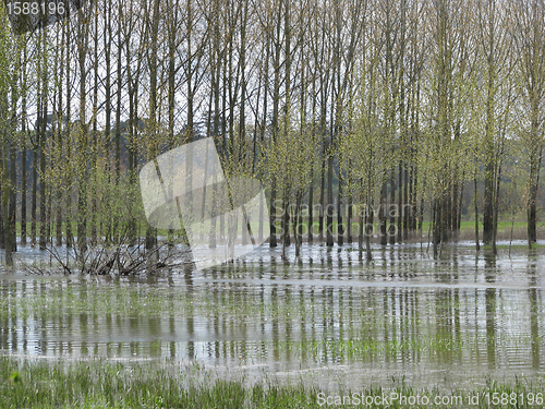 Image of Flooded poplars, France.