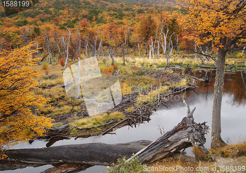 Image of Ushuaia park, beaver dam.