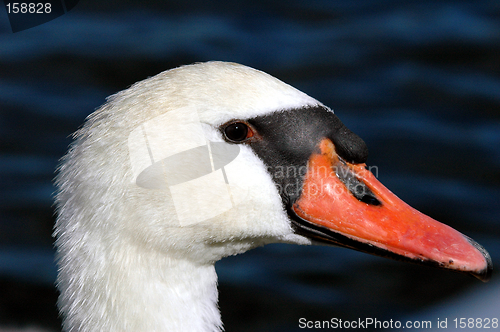 Image of Swan portrait