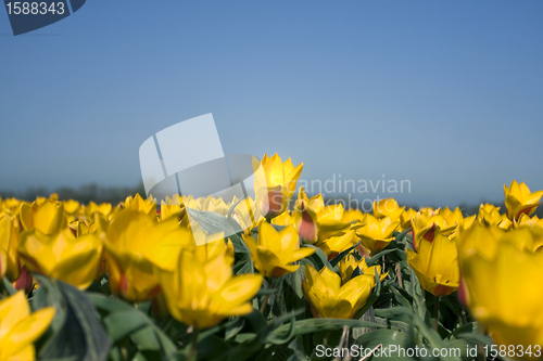 Image of Tulips