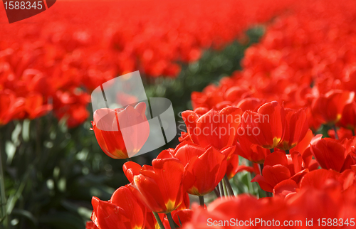 Image of Tulips