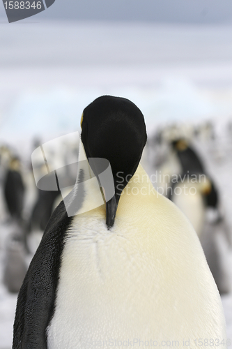 Image of Emperor penguin (Aptenodytes forsteri)