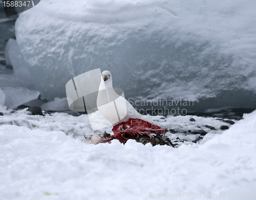 Image of Snowy sheathbill (Chionis albus)