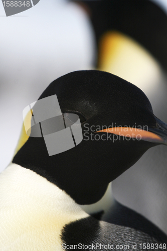 Image of Emperor penguin (Aptenodytes forsteri)