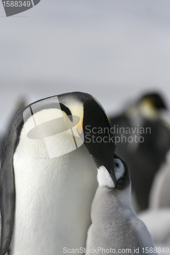 Image of Emperor penguins (Aptenodytes forsteri)