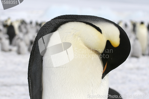 Image of Emperor penguin (Aptenodytes forsteri)