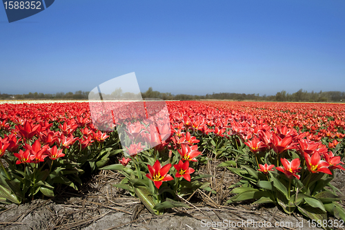 Image of Tulips