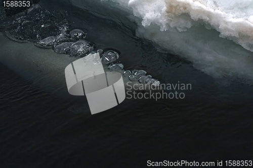 Image of Weddell seal (Leptonychotes weddellii)