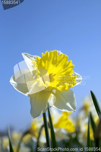 Image of Daffodils in the flower districs of Holland