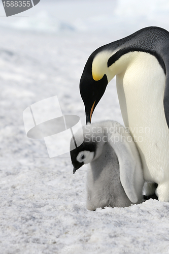 Image of Emperor penguins (Aptenodytes forsteri)