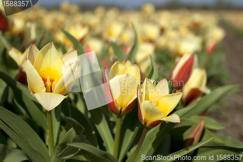 Image of Tulips