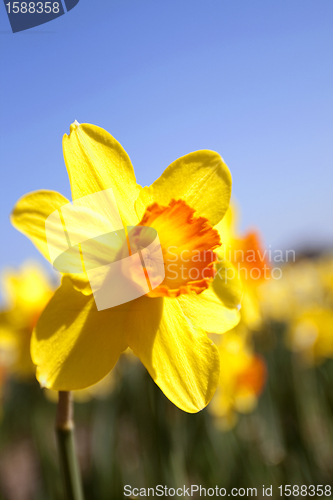 Image of Daffodils in the flower districs of Holland