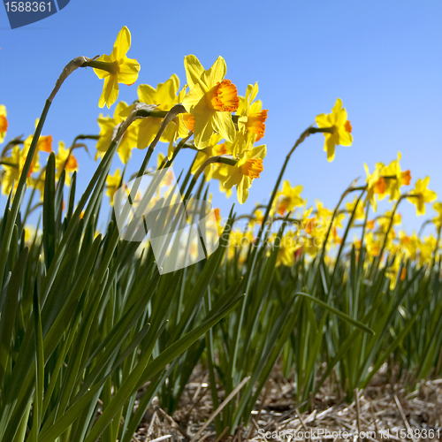 Image of Daffodils in the flower districs of Holland