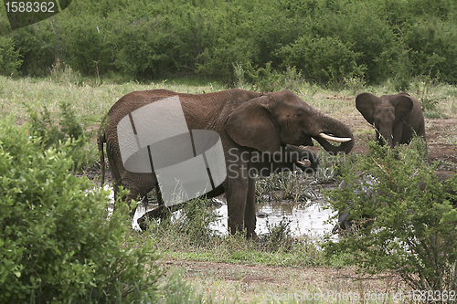 Image of Elephants  (Loxodonta africana)