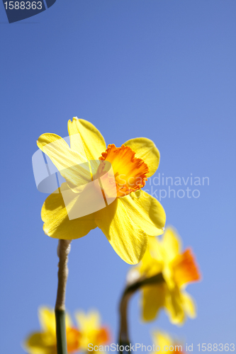 Image of Daffodils in the flower districs of Holland