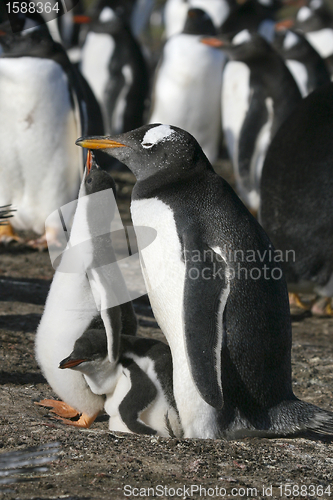 Image of Gentoo penguins (Pygoscelis papua)