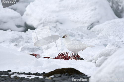 Image of Snowy sheathbill (Chionis albus)