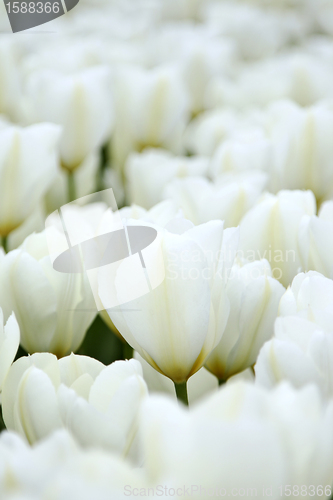 Image of Tulips