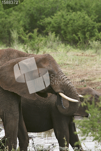 Image of Elephants  (Loxodonta africana)