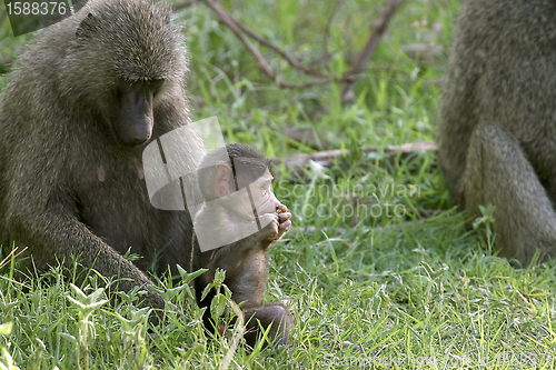 Image of Olive baboons (Papio anubis)