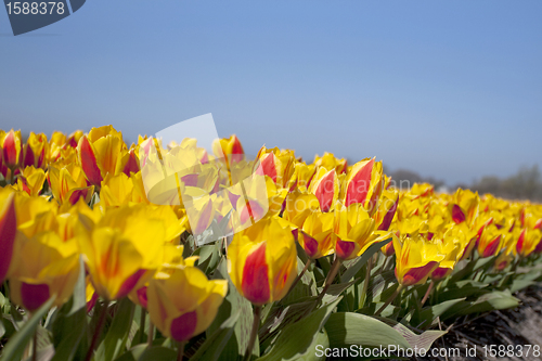 Image of Tulips