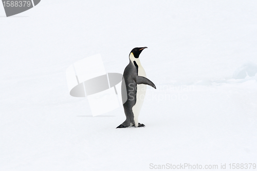 Image of Emperor penguin (Aptenodytes forsteri)