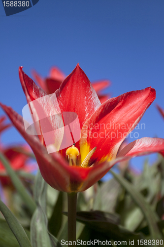 Image of Tulips