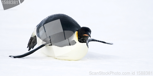 Image of Emperor penguin (Aptenodytes forsteri)