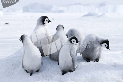 Image of Emperor penguin chicks