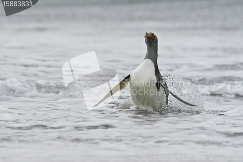 Image of Gentoo penguin (Pygoscelis papua)