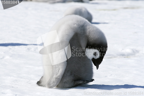 Image of Emperor penguin (Aptenodytes forsteri)