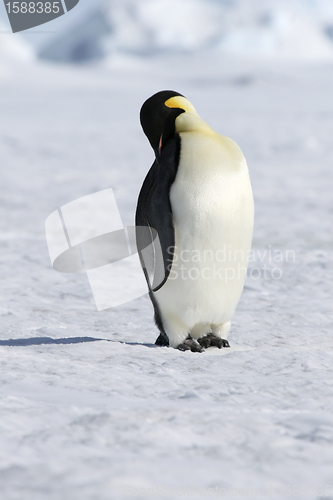 Image of Emperor penguin (Aptenodytes forsteri)