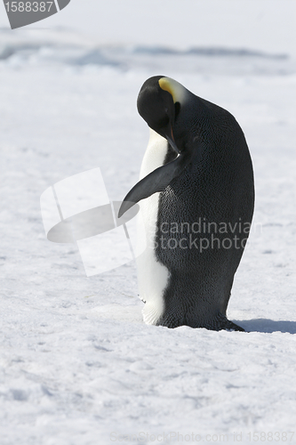 Image of Emperor penguin (Aptenodytes forsteri)