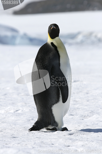 Image of Emperor penguin (Aptenodytes forsteri)