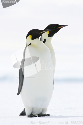 Image of Emperor penguin (Aptenodytes forsteri)