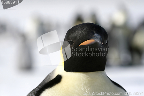 Image of Emperor penguin (Aptenodytes forsteri)